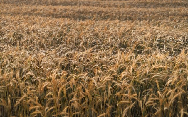 cinci state ue intre care si romania se opun unui nou acord comercial cu ucraina de teama ca vor creste importurile de produse agricole ieftine 687751cb3fd71