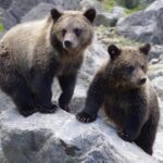 decizie pregatita apropierea la mai putin de 50 m sau hranirea ursilor aflati in libertate sanctionate cu amenzi de pana la 60 000 lei interdictie de promovare online a interactiunilo 6877302f526bd