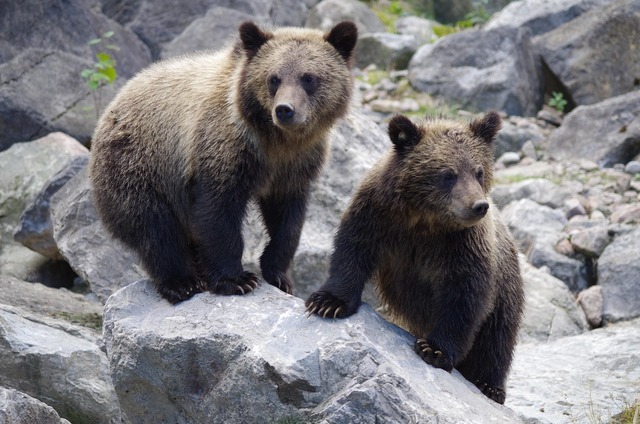 decizie pregatita apropierea la mai putin de 50 m sau hranirea ursilor aflati in libertate sanctionate cu amenzi de pana la 60 000 lei interdictie de promovare online a interactiunilo 6877302f526bd