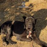 detinatorii de animale din lumina si din mihail kogalniceanu verificati de politisti au fost date amenzi de peste 13 mii de lei 68722e10928a3