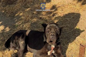 detinatorii de animale din lumina si din mihail kogalniceanu verificati de politisti au fost date amenzi de peste 13 mii de lei 68722e10928a3