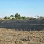 foto video incendiul de langa azilul de batrani din poarta alba a fost provocat marti in acelasi loc 3 tineri au dat foc miristii pe un hectar 686ff7e3251f9