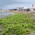 foto video plaja laguna din mangalia acoperita de alge dupa o furtuna puternica 6888fc7bb9ac5