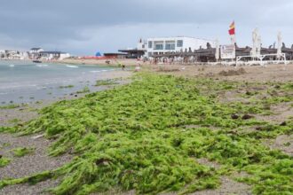 foto video plaja laguna din mangalia acoperita de alge dupa o furtuna puternica 6888fc7bb9ac5