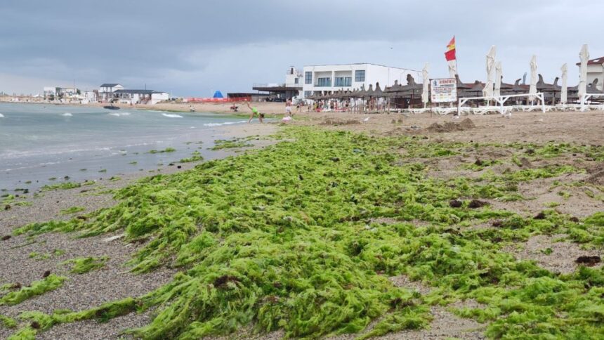 foto video plaja laguna din mangalia acoperita de alge dupa o furtuna puternica 6888fc7bb9ac5