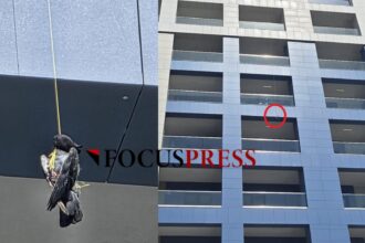 galerie foto imagini terifiante la constanta o pasare spanzurata atarna pe fatada unui bloc din faleza nord 6887455396950