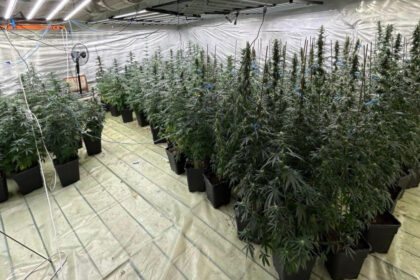 galerie foto politist cercetat pentru trafic de droguri a dezvoltat o cultura indoor de canabis impreuna cu sotia sa in dambovita 6888bff8f100c