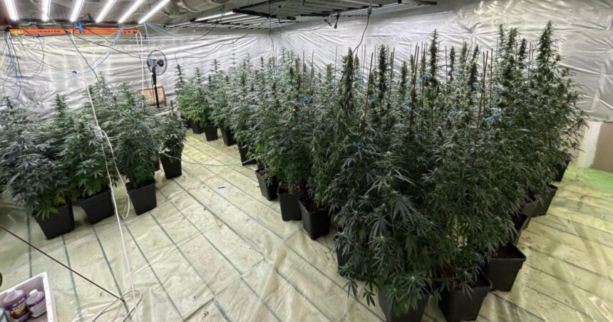 galerie foto politist cercetat pentru trafic de droguri a dezvoltat o cultura indoor de canabis impreuna cu sotia sa in dambovita 6888bff8f100c