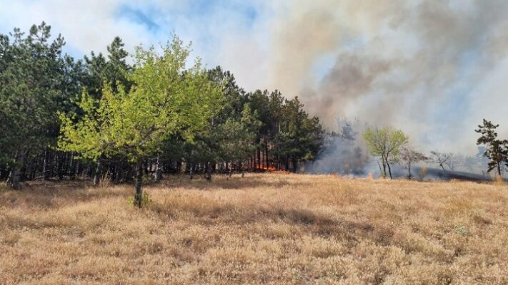 inca nu a fost stins incendiul de padure si vegetatie uscata din zona localitatii greci judetul tulcea 6876065a230d0