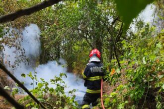 incendiul din muntii macinului a fost lichidat vegetatie specifica arbori si ierburi mistuite de flacari 68766835b6c6a