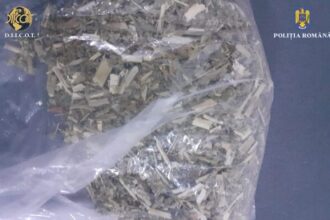 inculpat arestat pentru trafic de droguri de mare risc si substante psihoactive la constanta 687e1d19a5a4f