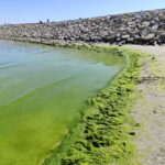 invazie de alge pe litoralul constantean turistii deranjati de aspectul plajelor 68736ddb734c1