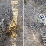 judecatorii amana dosarul oilor ingropate la smardan vezi aici cand a fost fixat noul termen la curtea de apel constanta 68713c36537b0