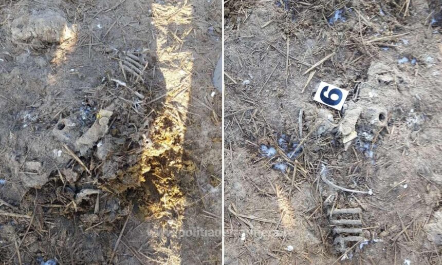 judecatorii amana dosarul oilor ingropate la smardan vezi aici cand a fost fixat noul termen la curtea de apel constanta 68713c36537b0