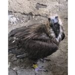 o poveste cu final fericit vulturul dryan eliberat in delta dunarii dupa o recuperare miraculoasa 6878dac8d94f4