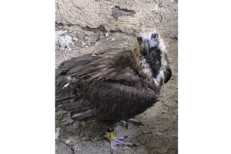 o poveste cu final fericit vulturul dryan eliberat in delta dunarii dupa o recuperare miraculoasa 6878dac8d94f4