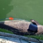 opt sturioni si un delfin prinsi in plase eliberati in mediul natural de catre politistii de frontiera 6874c6e715003