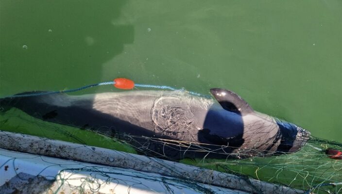 opt sturioni si un delfin prinsi in plase eliberati in mediul natural de catre politistii de frontiera 6874c6e715003