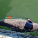 opt sturioni si un delfin prinsi in plase eliberati in mediul natural 6874e9f4d0d2e