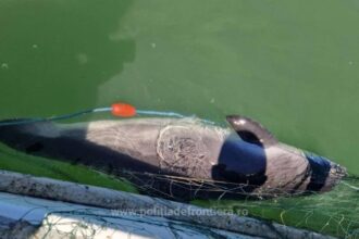 opt sturioni si un delfin prinsi in plase eliberati in mediul natural 6874e9f4d0d2e