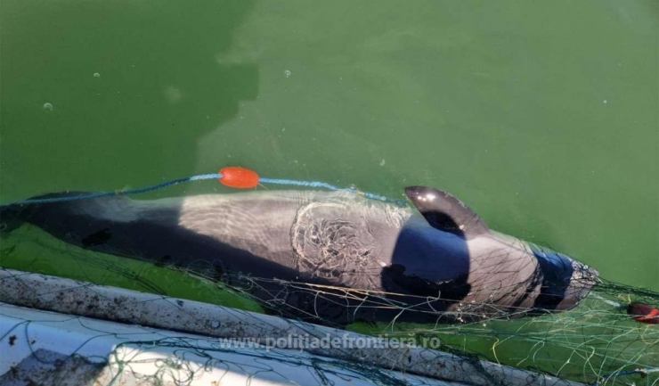 opt sturioni si un delfin prinsi in plase eliberati in mediul natural 6874e9f4d0d2e