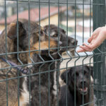 primaria constanta apel catre iubitorii de animale zeci de sufletele in cautarea familiei 6874ad145358e