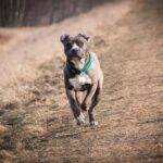 rasturnare de situatie in cazul militarului din costanta acuzat ca a ucis un caine din rasa amstaff judecatorii restituie dosarul la procurori 68810481d1b96