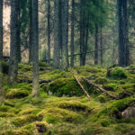 romsilva tribunalul mures a desfiintat decizia prin care se retrocedau 43 227 hectare de paduri in bacau 68877e0913c89