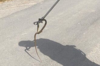 sarpe capturat de jandarmi pe terasa unei locuinte din lumina 68761fd495b28