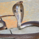 un baiat de doi ani din india a ucis o cobra dupa ce a muscat sarpele care l a atacat in timp ce se juca 688a14ac69353