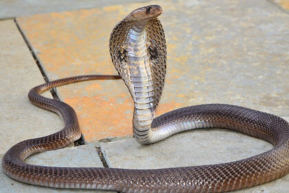 un baiat de doi ani din india a ucis o cobra dupa ce a muscat sarpele care l a atacat in timp ce se juca 688a14ac69353