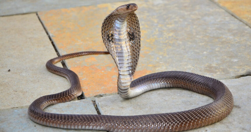 un baiat de doi ani din india a ucis o cobra dupa ce a muscat sarpele care l a atacat in timp ce se juca 688a14ac69353