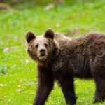 un cioban a fost atacat si ranit de un urs pe munte 686b5c1b84a03