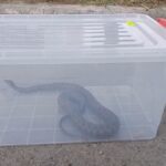 un sarpe a fost capturat de jandarmi dintr un parc din municipiul mangalia 687768c0e64a0