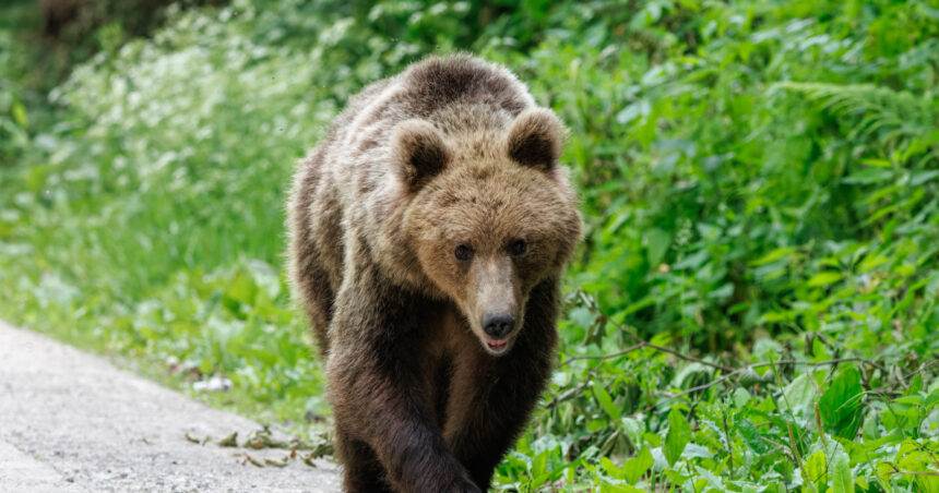 un urs a fost observat in zona cascadei duruitoarea din masivul ceahlau turistii avertizati prin mesaj ro alert 68695f3fe8435