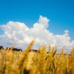 uniunea europeana a majorat cotele de import pentru anumite produse agricole din ucraina 6867b06b792a8
