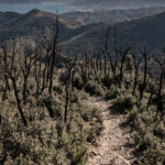 video cum alimenteaza schimbarile climatice incendiile de vegetatie din europa aproape 230 000 de hectare facute scrum in decursul a 6 luni 687730af411bb