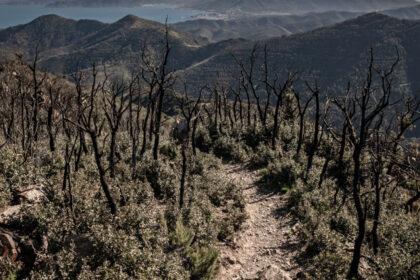 video cum alimenteaza schimbarile climatice incendiile de vegetatie din europa aproape 230 000 de hectare facute scrum in decursul a 6 luni 687730af411bb