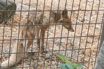video imagini revoltatoare la gradina zoologica valcea vulpe in stare grava slaba fara ingrijire medicala dispret total fata de animale 6889fc5e2b56c