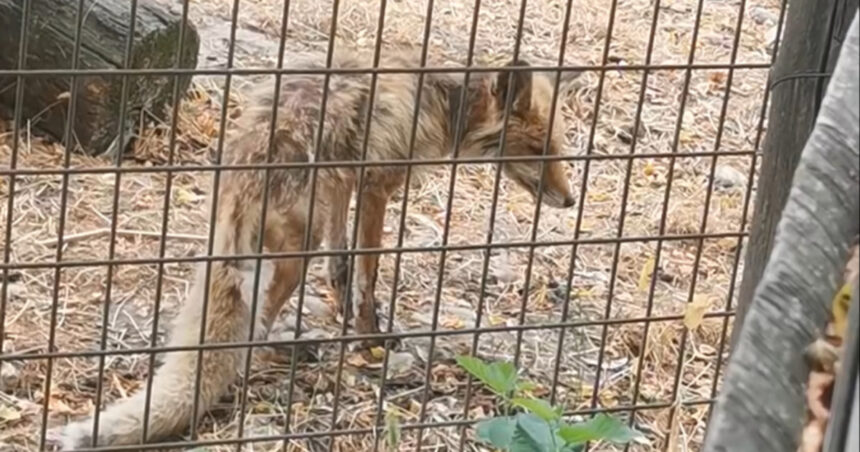 video imagini revoltatoare la gradina zoologica valcea vulpe in stare grava slaba fara ingrijire medicala dispret total fata de animale 6889fc5e2b56c