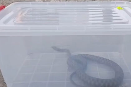 video jandarmii chemati sa indeparteze un sarpe dintr un parc aglomerat din mangalia 68776f01d4139
