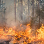 video peste 100 de incendii de vegetatie in bulgaria focul a distrus paduri si locuinte spun autoritatile locale 688691d4508be