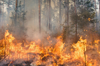 video peste 100 de incendii de vegetatie in bulgaria focul a distrus paduri si locuinte spun autoritatile locale 688691d4508be