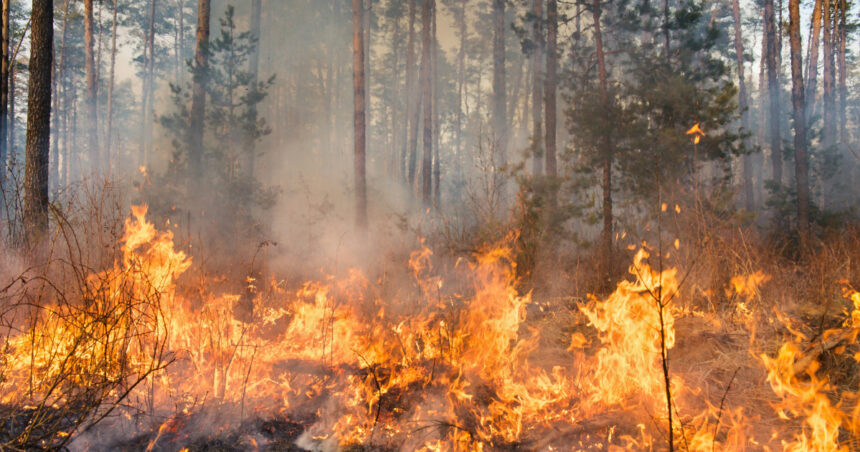 video peste 100 de incendii de vegetatie in bulgaria focul a distrus paduri si locuinte spun autoritatile locale 688691d4508be