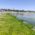 video plaja modern din constanta invadata de alge disconfort pentru turisti in plin sezon 686b8229bd299
