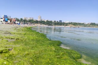 video plaja modern din constanta invadata de alge disconfort pentru turisti in plin sezon 686b8229bd299