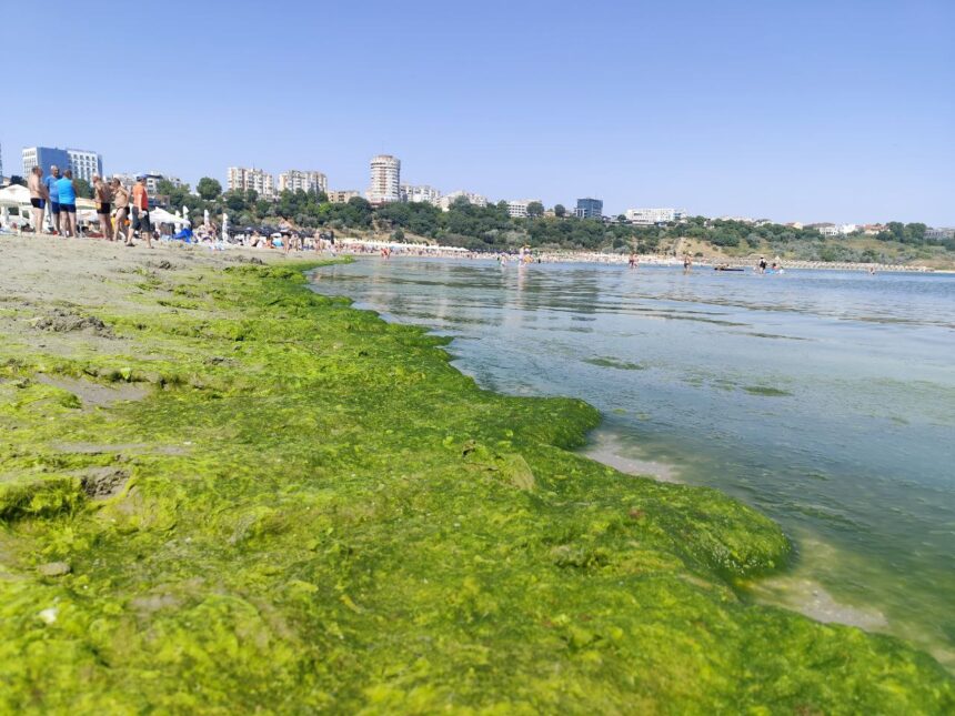 video plaja modern din constanta invadata de alge disconfort pentru turisti in plin sezon 686b8229bd299