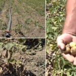 video sunt uscati niciun pic de umezeala disperare printre agricultori dupa ce seceta a afectat puternic si culturile de cartofi 6869f9f818446