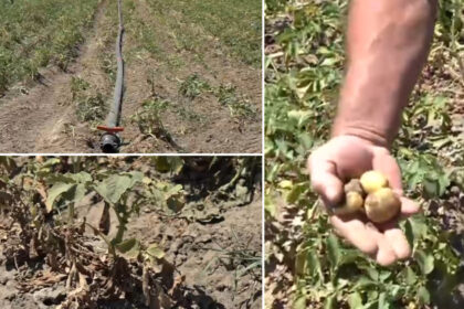 video sunt uscati niciun pic de umezeala disperare printre agricultori dupa ce seceta a afectat puternic si culturile de cartofi 6869f9f818446