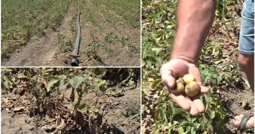 video sunt uscati niciun pic de umezeala disperare printre agricultori dupa ce seceta a afectat puternic si culturile de cartofi 6869f9f818446
